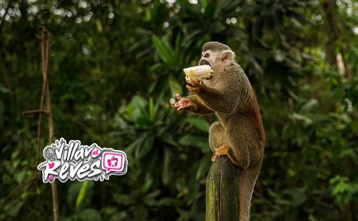 Cormacarena Hace Un Llamado Para No Alimentar Los Mono Tit En Amarilo