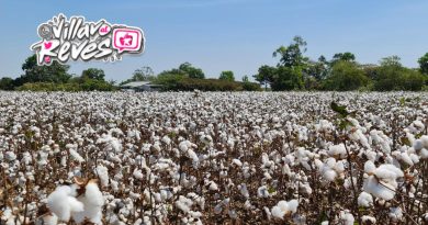 El Meta tendrá la más grande y moderna planta desmotadora de algodón de Colombia