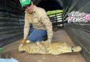 23 animales silvestres fueron liberados por Cormacarena